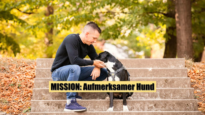 MISSION: Aufmerksamer Hund