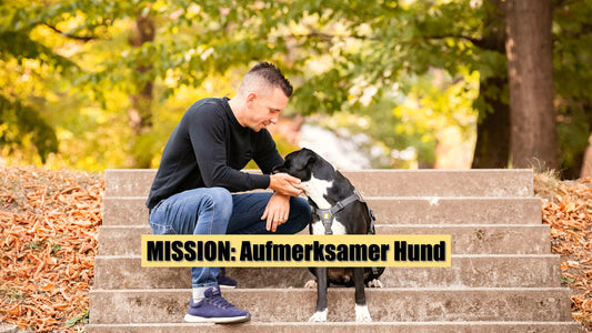 MISSION: Aufmerksamer Hund