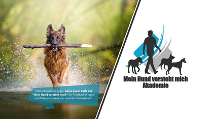 Mein Hund versteht mich - Akademie