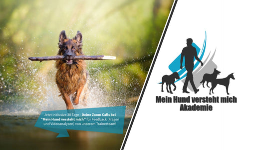 Mein Hund versteht mich - Akademie
