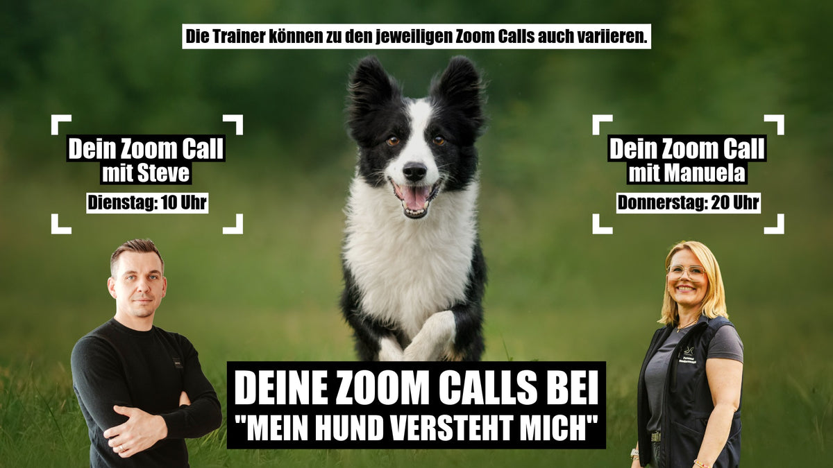 Your Zoom calls at "My Dog Understands Me"