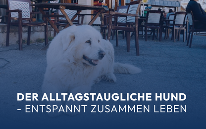Der alltagstaugliche Hund - Entspannt zusammen leben