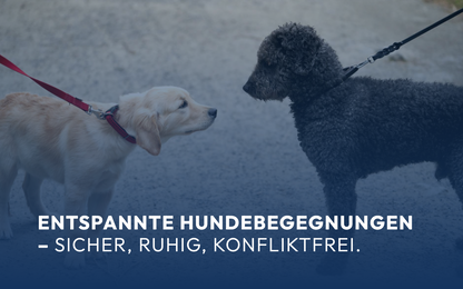 Entspannte Hundebegegnungen  – sicher, ruhig, konfliktfrei.
