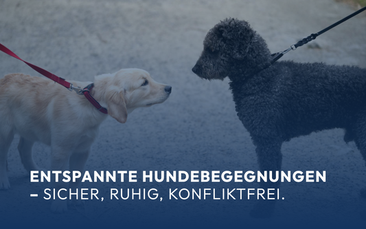 Entspannte Hundebegegnungen  – sicher, ruhig, konfliktfrei.