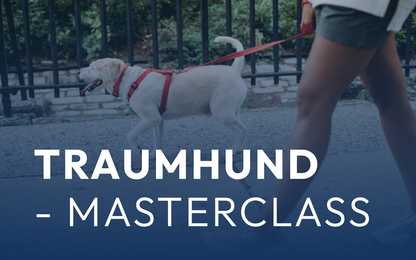 Traumhund - Masterclass