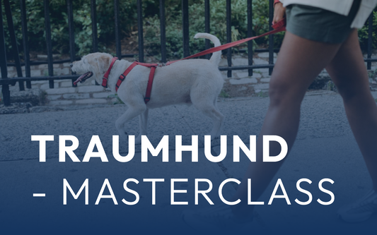 Traumhund - Masterclass